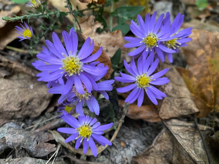 Wild Asters